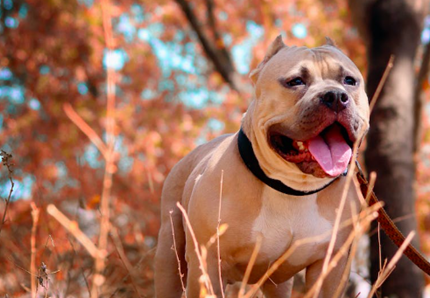 Ritrovato Weiss, il cane scomparso